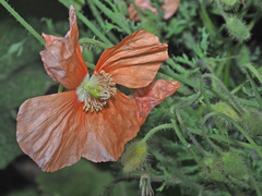 Papaver fugax