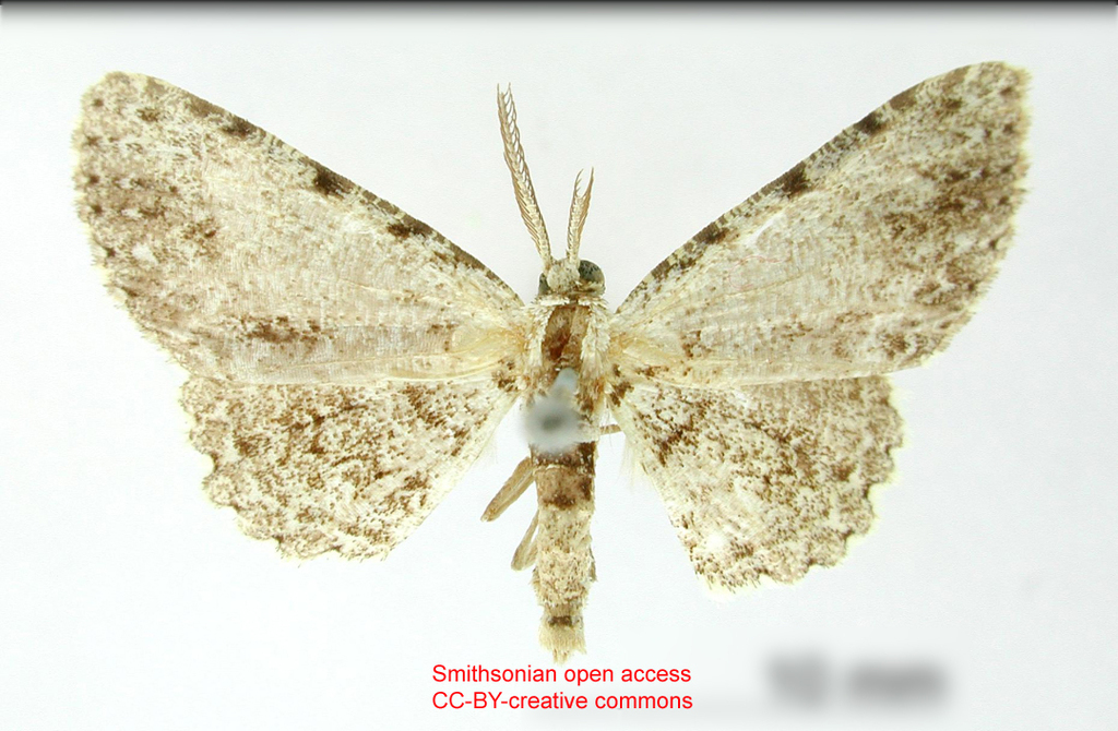 Hymenomima costilla
