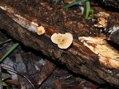 Clitocybe semiocculta