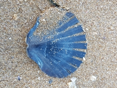 Pecten fumatus