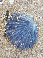 Pecten fumatus
