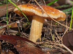 Cortinarius sinapicolor