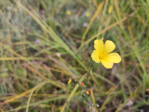Linum maritimum (Linum maritimum)
