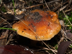 Cortinarius sinapicolor