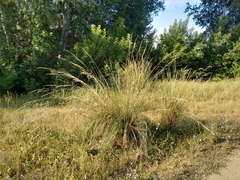 Stipa splendens