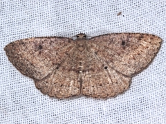 Casbia melanops