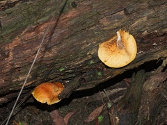 Gymnopilus ferruginosus