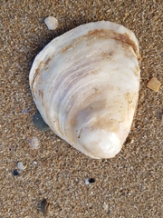 Ostrea angasi