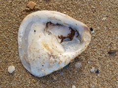 Ostrea angasi