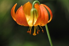 Lilium pardalinum shastense