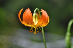Lilium pardalinum shastense