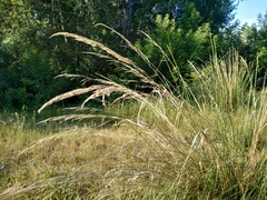 Stipa splendens