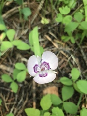 Calochortus nudus