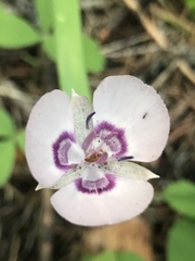 Calochortus nudus