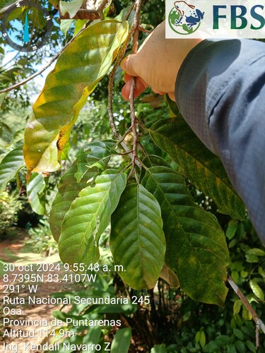 Minquartia guianensis - Leaves