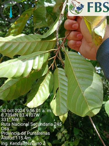 Minquartia guianensis - Leaves