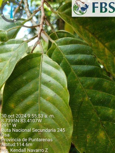 Minquartia guianensis - Whole tree