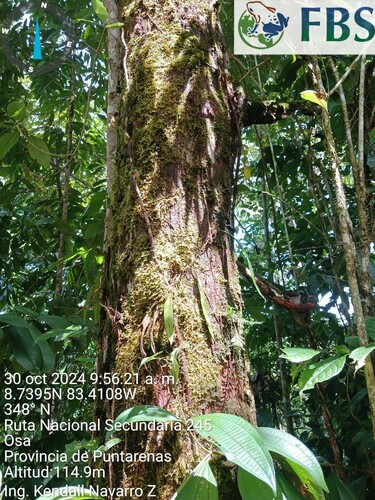 Minquartia guianensis - Leaves