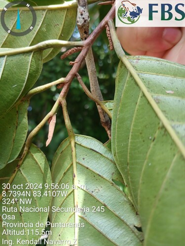 Minquartia guianensis - Whole tree