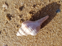 Australaria australasia