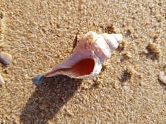 Australaria australasia