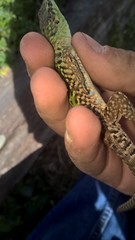 Podarcis siculus campestris