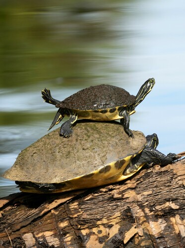 Peninsular Cooter, Riverbend Park, 9060 W Indiantown Rd, Jupiter, FL 33478, USA, photo 9 of 10