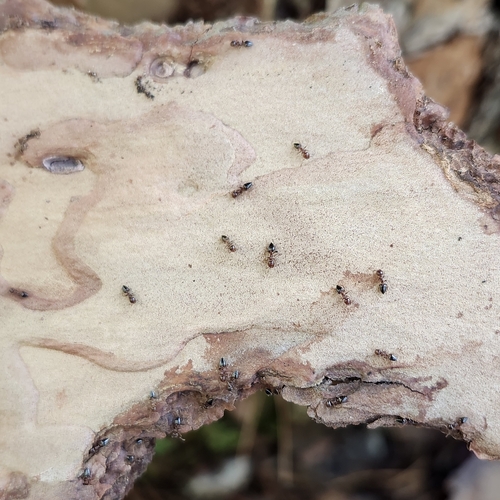 Pine Tree Acrobat Ant photo 5