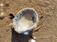 Anadara trapezia