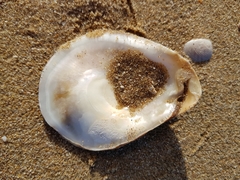 Ostrea angasi