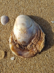 Ostrea angasi
