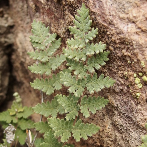 Image of Notholaena grayi by (c) Sue Carnahan, some rights reserved (CC BY)