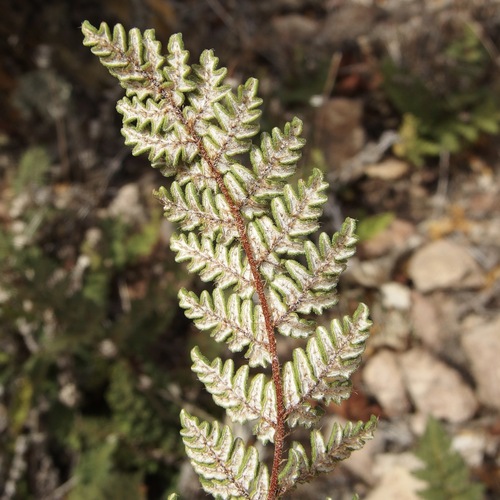 Image of Notholaena grayi by (c) Sue Carnahan, some rights reserved (CC BY)