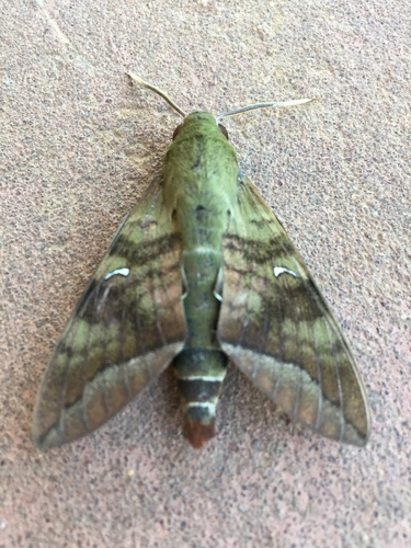 Comma Nephele