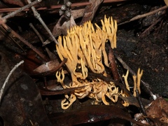 Phaeoclavulina flaccida