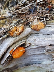 Trametes