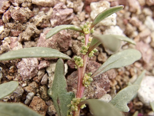 Image of Nuttall's Povertyweed (Blitum nuttallianum) by (c) Sue Carnahan, some rights reserved (CC BY)