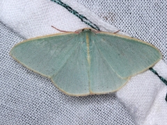 Chlorocoma assimilis