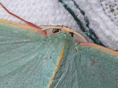 Chlorocoma assimilis