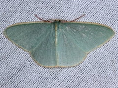 Chlorocoma assimilis