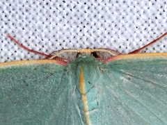 Chlorocoma assimilis