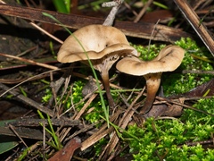 Singerocybe clitocyboides