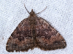 Chrysolarentia bichromata