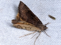 Chrysolarentia bichromata