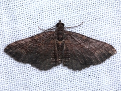 Chrysolarentia severata
