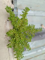 Pilea microphylla