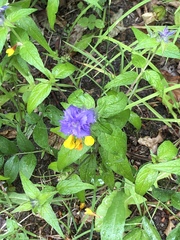 Melampyrum nemorosum