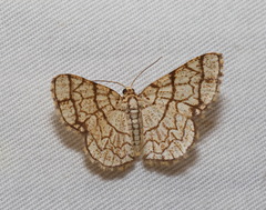 Heterostegane warreni