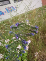 Echium vulgare