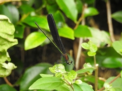 Atrocalopteryx atrata